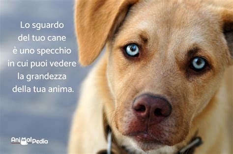 frasi cani divertenti|frasi su cani.